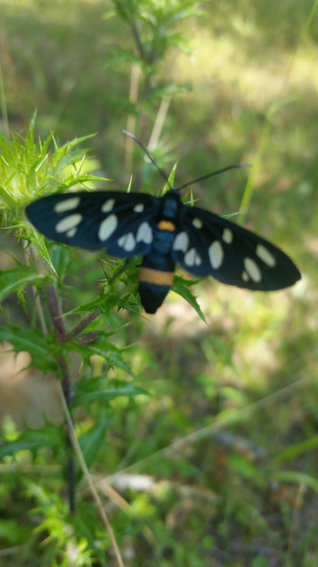 Amata phegea?